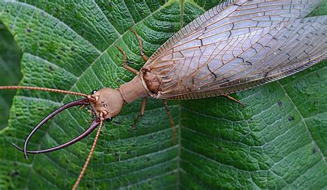 scary insects|Iba pa.